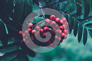 Closeup of beautiful red rowan berries and leaves