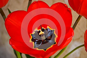 Closeup of a beautiful red tulip flower core. Blooming blossoming tulip. Detailed pistil, stamens, petals. Springtime. Macro photo