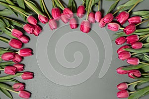 Closeup of beautiful red Tulip flowers on a dark green background. Spring-summer holiday