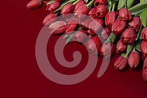 Closeup of beautiful red Tulip flowers on a red background. Spring-summer holidays celebration