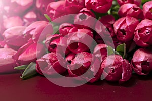 Closeup of beautiful red Tulip flowers on a red background. Spring-summer holidays celebration