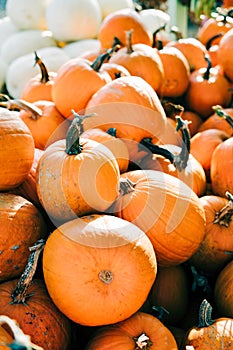 Closeup of beautiful ripe orange pumpkins in fall autumn halloween or thanksgiving pumpkin patch market display,white background
