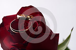 Closeup of a beautiful romantic red Rose with two wedding gold ring