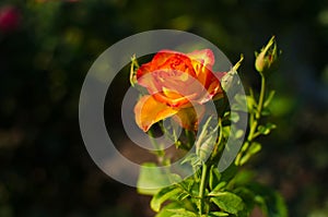 Closeup of a beautiful rose with bright yellow and red petals and light green leaves