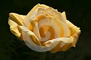 Closeup of beautiful roses-4