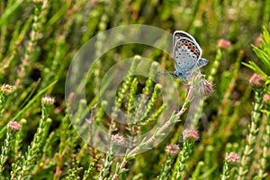 Closeup of a Beautiful Silver-Studded Blue Butterfly or Plebejus Argus Warming Up on Pink and Green Heather in the Morning Sun