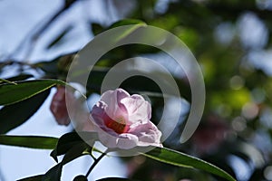 Closeup of a beautiful single blooming Camelia flower on a tree with a blurred background