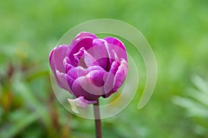 Closeup of a beautiful single tulip flower