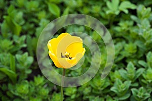 Closeup of a beautiful single tulip flower