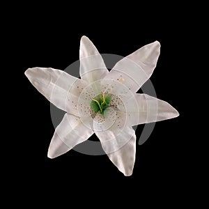 Closeup, Beautiful single white lily flower isolated on black background for design stock photo, floral blossom blooming, tropical