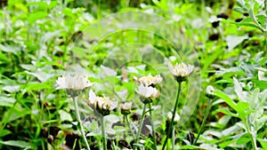 Closeup beautiful small cute flower of yellow pollen and white petal of Common Daisy, Lawn Daisy, Bellis Perennis, Woundwort,