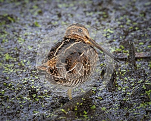 Closeup of a beautiful snipe bird on a wet ground