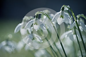 Closeup of beautiful snowdrops covered with rain droplets