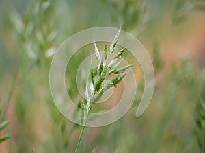 Closeup of beautiful Soft brome Bromus hordeaceus - Bull grass, Soft cheat, Soft chess