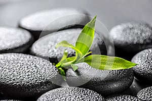 Closeup beautiful spa concept of green twig bamboo on zen basalt