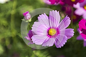 Closeup beautiful spring flower blooming with morning light over blurred green garden background