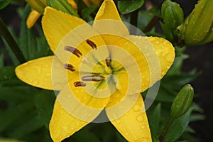 Closeup of beautiful spring flower