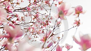 Closeup beautiful spring magnolia flower with blurred background