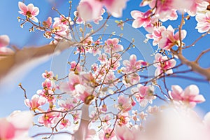 Closeup beautiful spring magnolia flower with blurred background