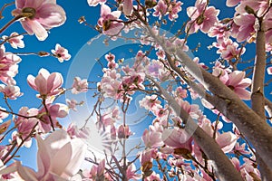 Closeup beautiful spring magnolia flower with blurred background