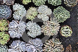 Closeup Beautiful Succulent Echeveria collections