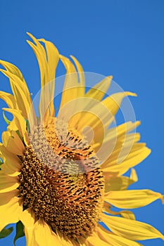 Closeup a Beautiful Sunflower Against Sunny Blue Sky