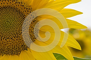 Closeup of a beautiful sunflower closeup