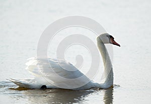 Closeup of a beautiful Swan swimming in a lake at Bahrain