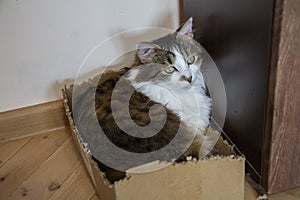 A closeup of a beautiful tabby domestic cat laying in a chewed cardboard box