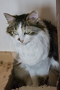 A closeup of a beautiful tabby domestic cat sitting in a chewed cardboard box