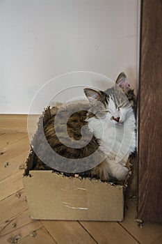 A closeup of a beautiful tabby domestic cat sleeping in a chewed cardboard box