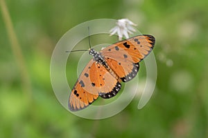 Closeup of a beautiful tawny coster (Acraea terpsicore) butterfly on a green background