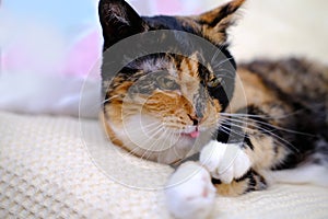 Closeup beautiful three colors adult domestic tortoiseshell cat with white breast sticks out tongue, looks, open mouth, cursing,