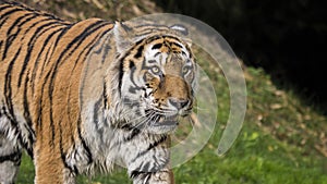 Closeup of a beautiful tiger