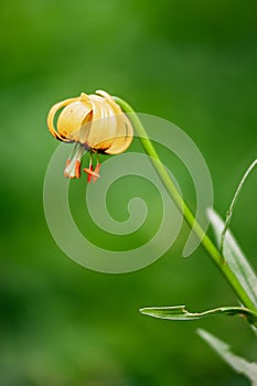 Closeup of a beautiful Tiger lily in a garden with blurred background