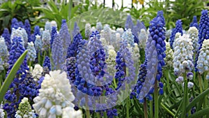 Closeup of the beautiful tiny blue and white grape hyacinth flowers in early Spring