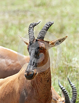 Closeup of a beautiful topi antelope