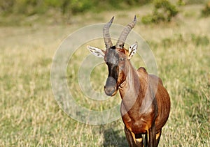 Closeup of a beautiful Topi antelope