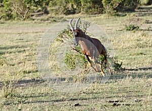 Closeup of a beautiful Topi antelope