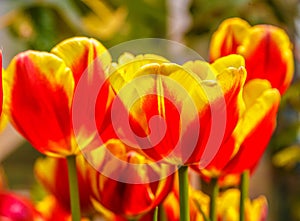 Closeup of beautiful tulips. Spring flowers blossom background. Fresh plant in garden. Tulip field