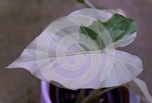 Closeup of the beautiful variegated leaf of Alocasia Odora