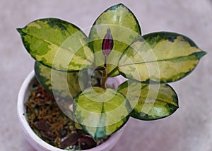 Closeup of the beautiful variegated leaves of Hoya Australis Lisa