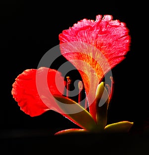 Closeup of a beautiful, vibrant red coloured May Flower or Gul Mohar as it is called in India.