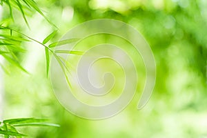 Closeup beautiful view of nature green bamboo leaf on greenery blurred background with sunlight and copy space. It is use for