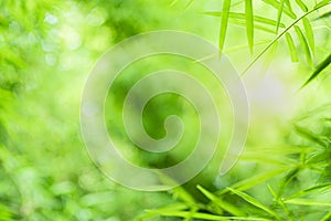 Closeup beautiful view of nature green bamboo leaf on greenery blurred background with sunlight and copy space. It is use for