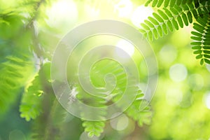 Closeup beautiful view of nature green leaf on greenery blurred background with sunlight and copy space. It is use for natural
