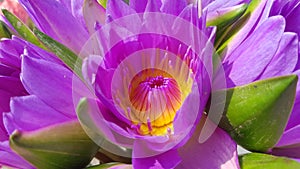 Closeup beautiful violet thai lotus