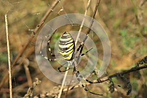 Wasp spider in the garden, closeup