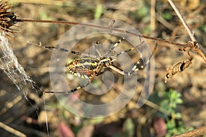 Wasp spider in the garden, closeup