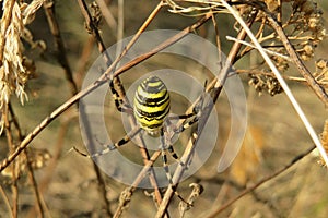 Wasp spider in the garden, closeup
